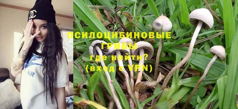 Псилоцибиновые грибы Psilocybine cubensis  Заполярный 